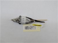 藏品(白鶺鴒)的圖片